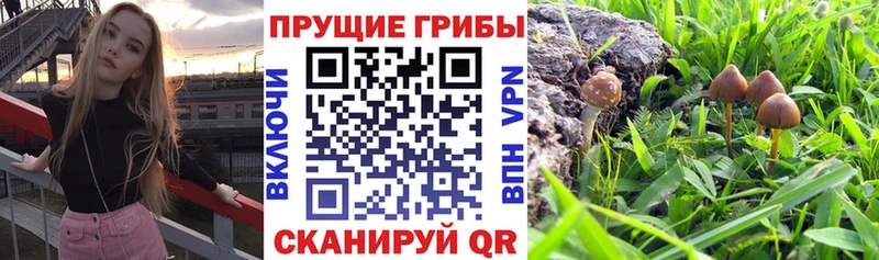 Галлюциногенные грибы MAGIC MUSHROOMS  Купить  Карталы 